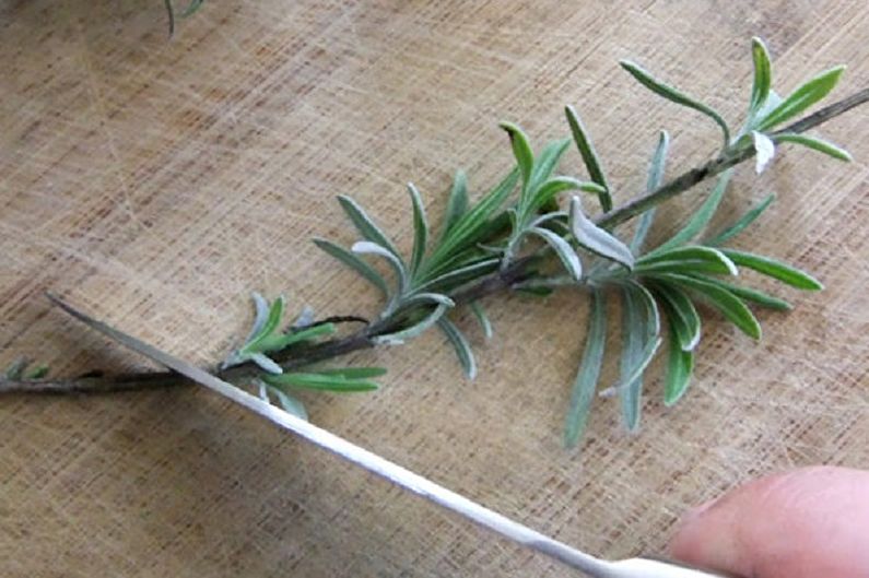 A person cutting a branch of rosemary with a pair of scissors.