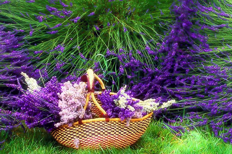 A wicker basket filled with lavender flowers.