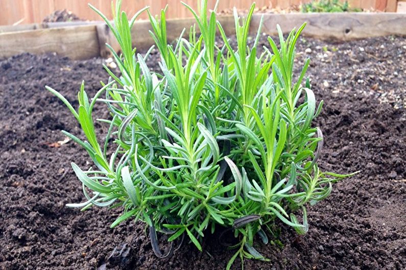 A small rosemary plant is growing in the dirt.