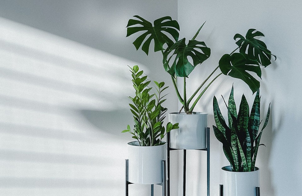 Three potted plants on a stand in front of a white wall.