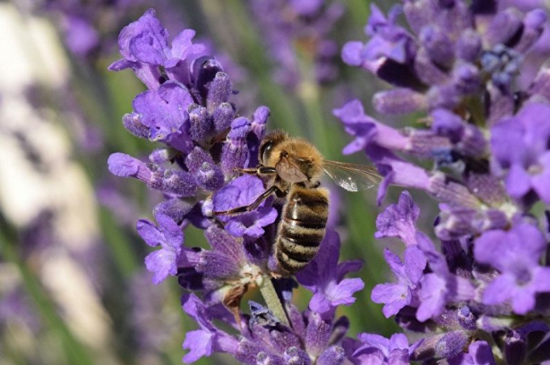 A bee is sitting on a lavender flower.