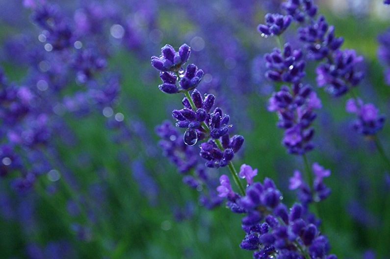 A close up of lavender flowers in a field.